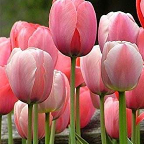 Meet your Posher, Rita e. - Picture 1 of 1